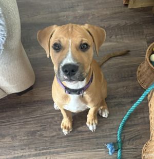 Meet Toby This gorgeous pup was born to mama Jellybean on March 25th Jellybean came to us very pre
