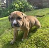 Toby (Jellybean&#39;s puppy) photo 3