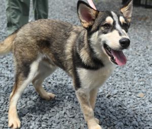 Motley, Young Male Mixed Breed