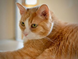 George, Senior Male Domestic Short Hair