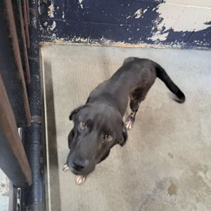 Ducky, Young Male Mixed Breed