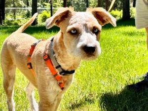 Cooper, Young Male Australian Shepherd