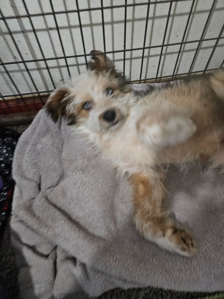 Cooper