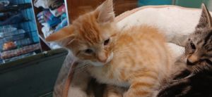 Ollie, Baby Male Domestic Short Hair