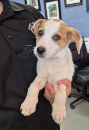 Clover, Baby Female Labrador Retriever