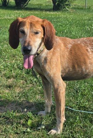 Merv, Senior Male Coonhound