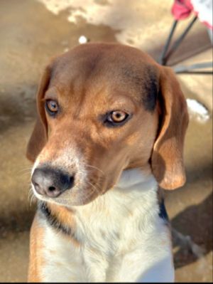 Bailey *Adopt or Foster*, Young Female Beagle