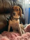 Bailey *Adopt or Foster* photo 2