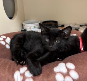Primary Color Black Weight 21lbs Age 0yrs 0mths 9wks Animal has been Neutered