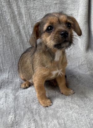 Mitzi, Baby Female Fox Terrier