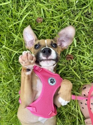 Fortuna - IN FOSTER Mixed Breed Dog