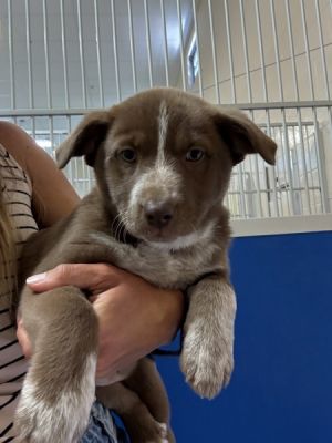 Primary Color Brown Secondary Color White Weight 1111lbs Age 0yrs 0mths 8wks Animal has been Sp