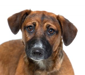 Primary Color Red Secondary Color Tri Color Weight 24lbs Age 0yrs 6mths 2wks Animal has been Spa