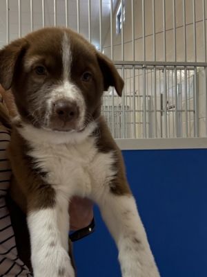 Primary Color Brown Secondary Color White Weight 135lbs Age 0yrs 0mths 8wks Animal has been Neu