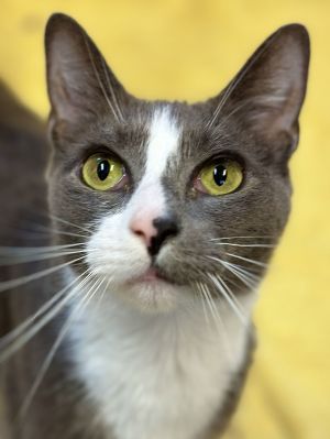 Leo, Adult Male Domestic Short Hair