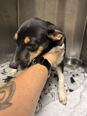 Primary Color Tri Color Secondary Color Tri Color Weight 17lbs Animal has been Spayed