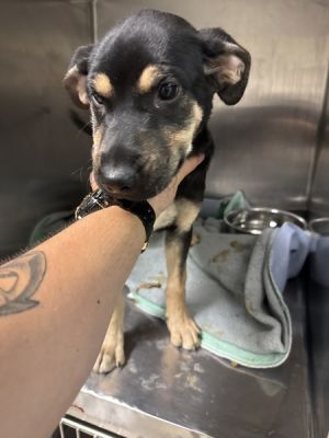 Primary Color Tri Color Secondary Color Tri Color Weight 20lbs Animal has been Neutered