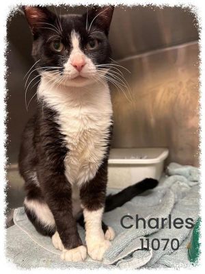 Primary Color Black Secondary Color White Weight 8lbs Age 4yrs 1mths 0wks Animal has been Neuter