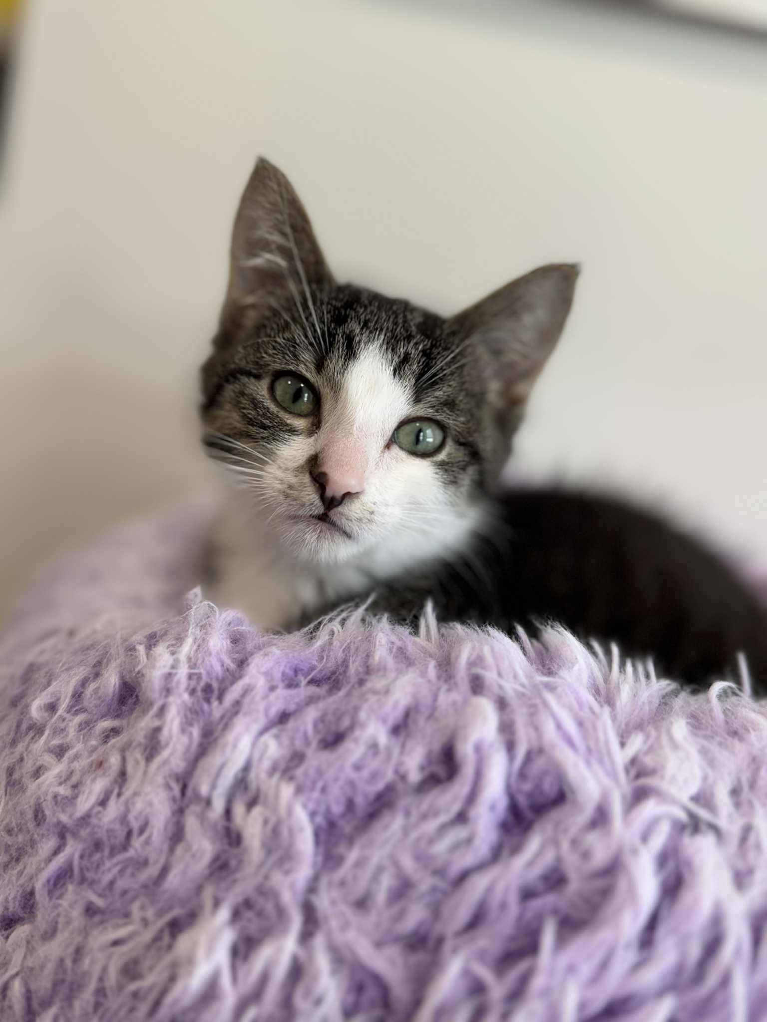 Kitty Perry, an adoptable Domestic Short Hair in Steinbach, MB, R5G 2B2 | Photo Image 1