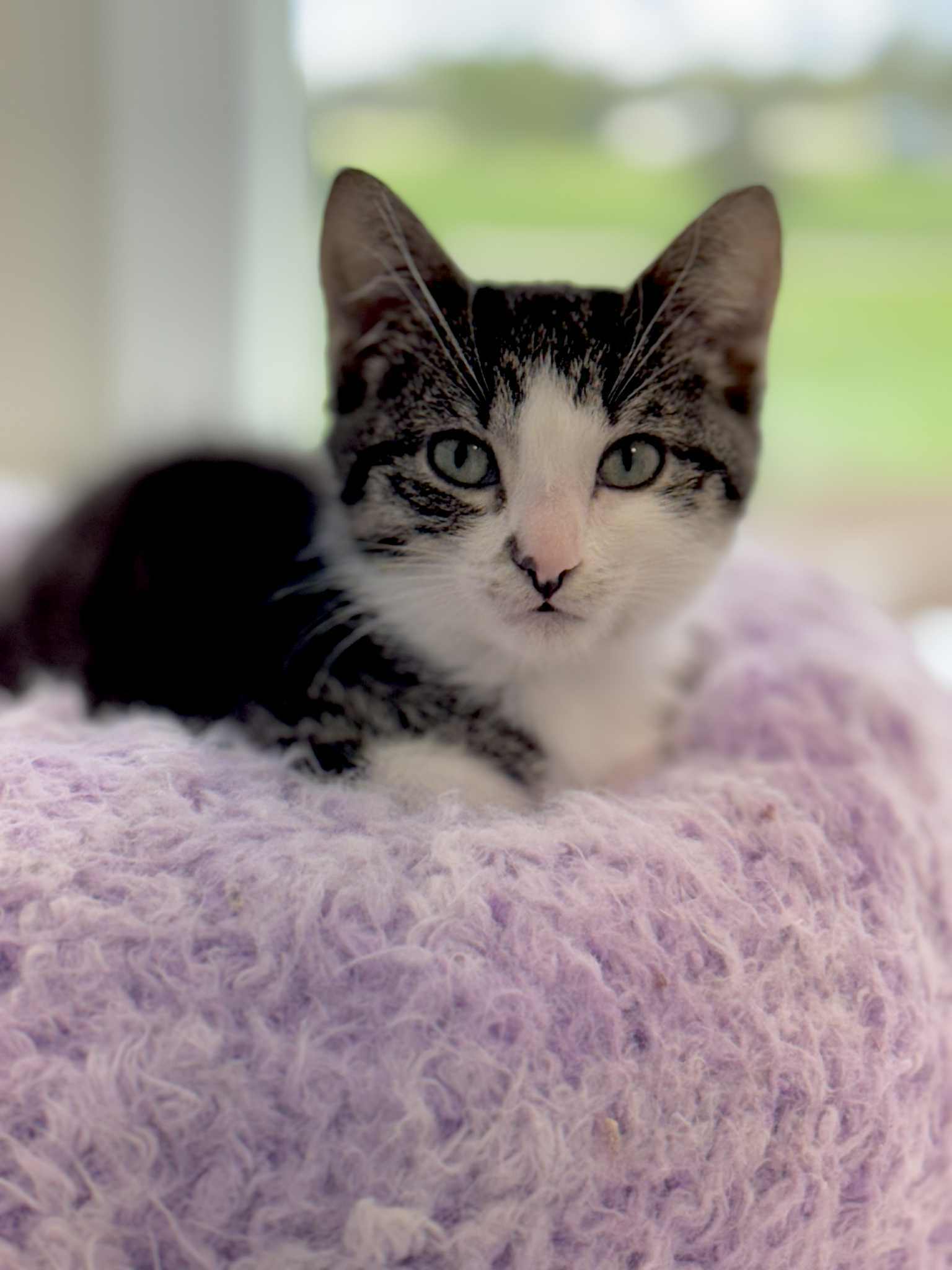 Kitty Perry, an adoptable Domestic Short Hair in Steinbach, MB, R5G 2B2 | Photo Image 2