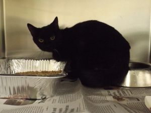 Primary Color Black Weight 62lbs Age 0yrs 10mths 1wks Animal has been Spayed