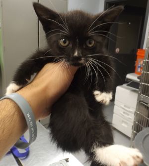 Primary Color Black Secondary Color White Weight 19lbs Age 0yrs 0mths 8wks Animal has been Spay