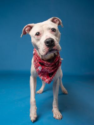 Dori, Adult Female Pit Bull Terrier