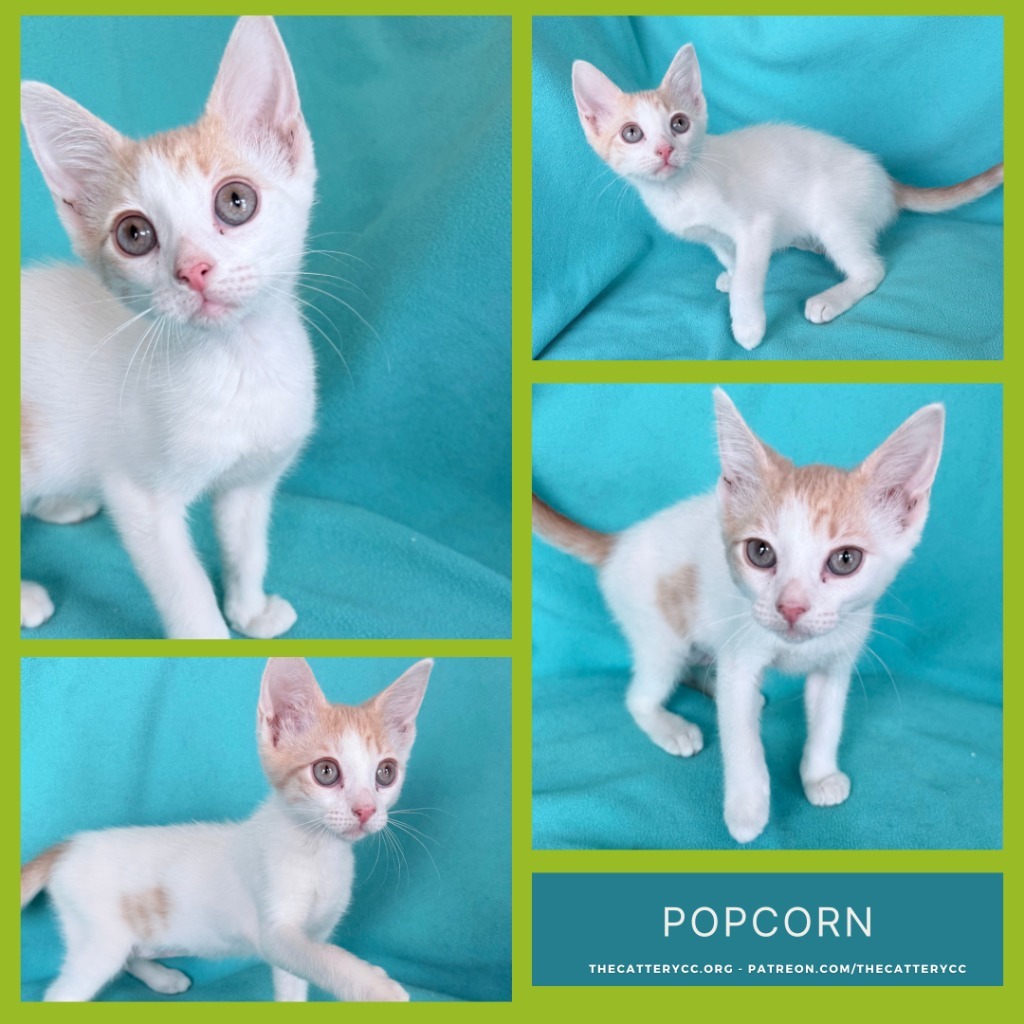 Popcorn