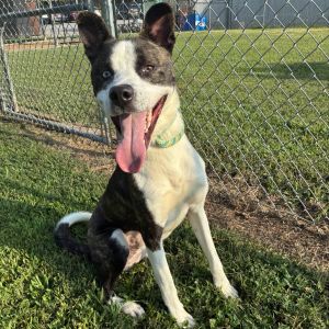 Gilbert, Adult Male Husky
