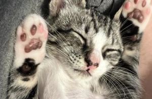 Say hello to Yahoo This little guy is a ball of energy who is always romping and pouncing whenever 