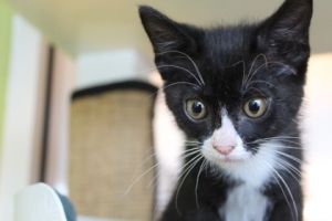Hello Im Tracy Im a kitten with a heart full of love and a spirit thats always ready to play
