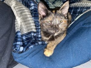 Blossom, Young Female Domestic Short Hair
