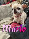 Marlo photo 3