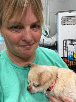 Marlo, Senior Female Chihuahua