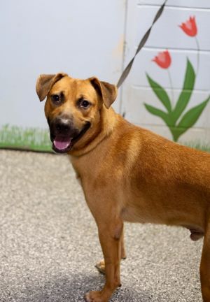 Kaboom, Adult Male Mixed Breed