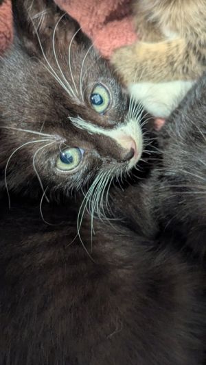 Humerus-ADOPTED, Baby Male Domestic Short Hair