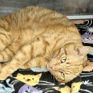 Boombox, Adult Male Domestic Short Hair