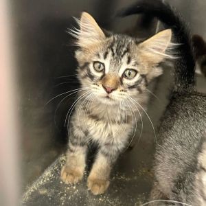 Lace Front, Baby Female Domestic Short Hair
