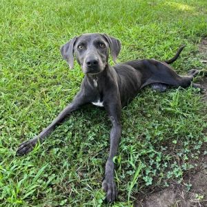 Plata, Adult Female Weimaraner