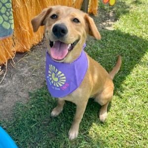 Always Sunny, Young Female Golden Retriever
