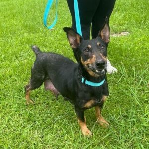 Stray Cat, Adult Female Corgi