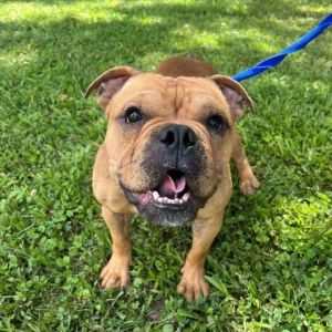Jiggles, Adult Female English Bulldog