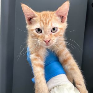 Malcolm, Baby Male Domestic Medium Hair