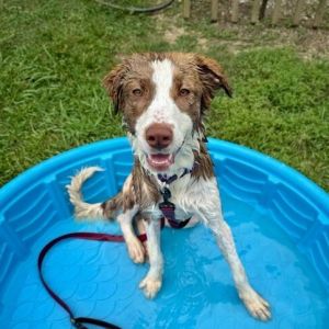 Umbrella, Young Female Collie