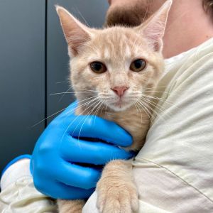 Bear, Baby Female Domestic Short Hair