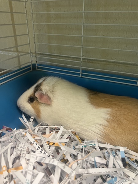 Hamster