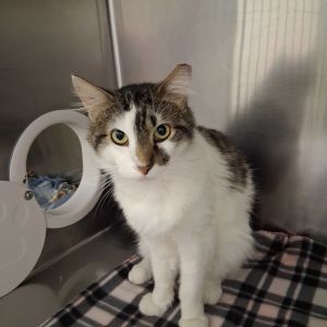 Shilo, Adult Male Domestic Medium Hair