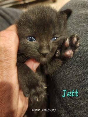 Jett, Baby Female Domestic Short Hair