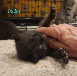 Dallas, Baby Male Domestic Short Hair