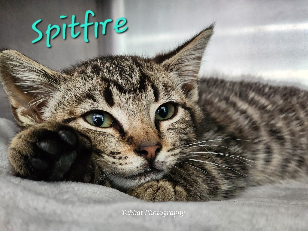 Spitfire